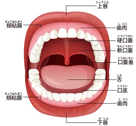 口穴|口腔、口の解剖：注釈付きイラスト 